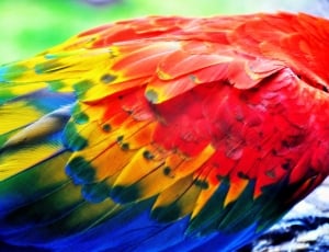 red yellow and blue bird thumbnail