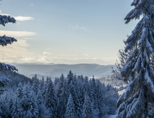 tall trees with snow and blue sky thumbnail