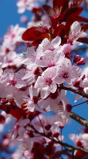 cherry blossom three thumbnail