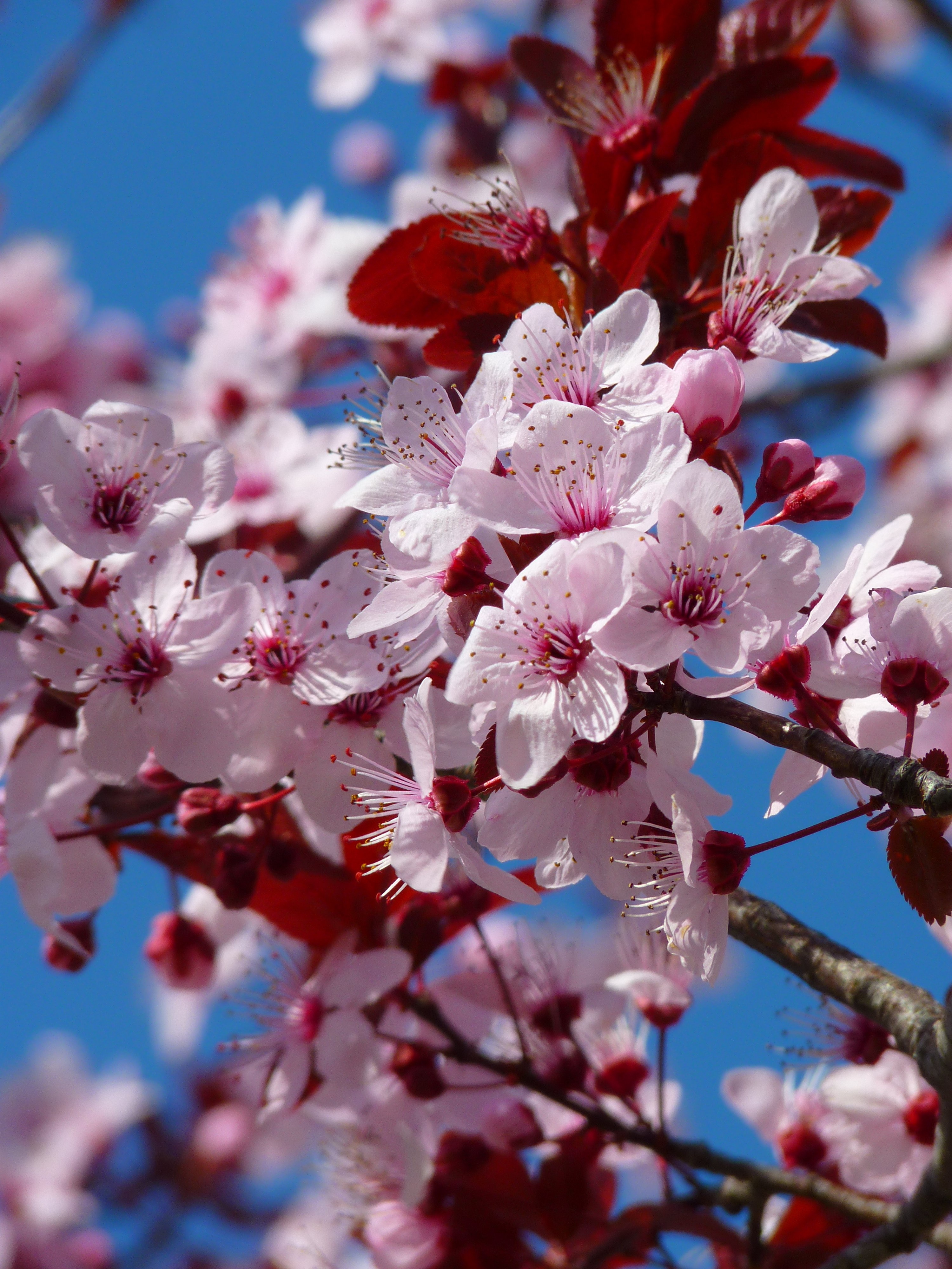 cherry blossom three