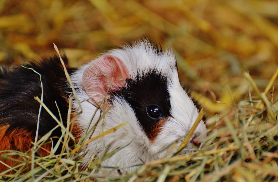 white and black rodent on grass preview