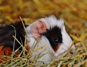 white and black rodent on grass thumbnail