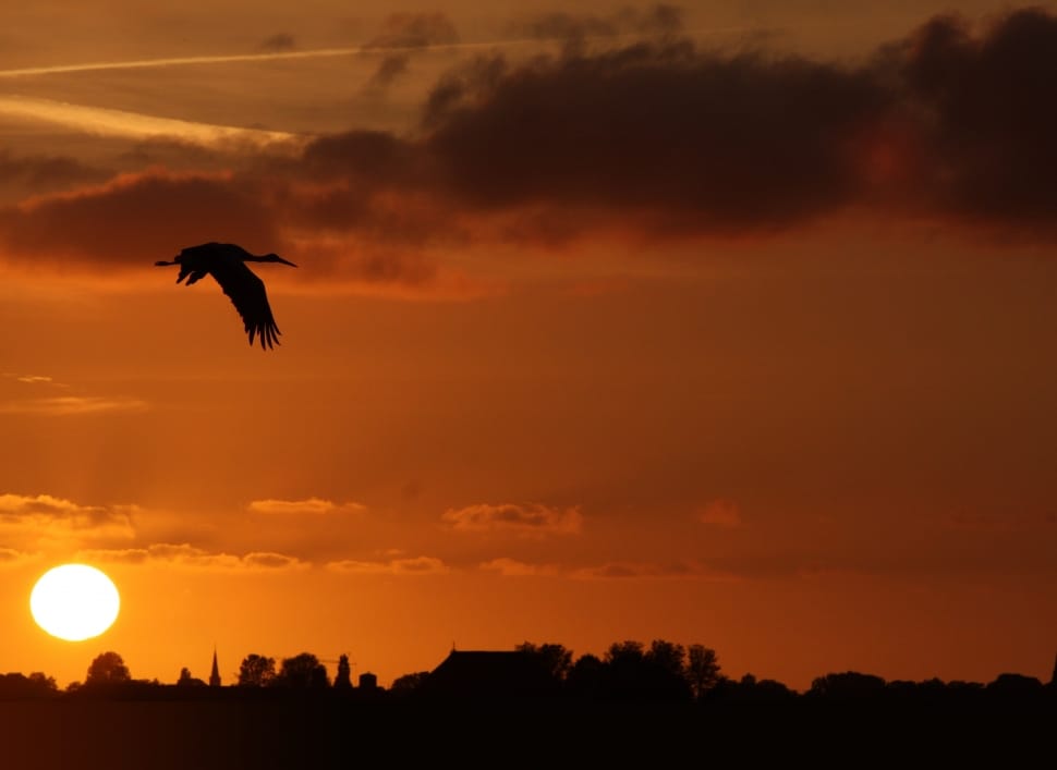silhouette of crane bird preview