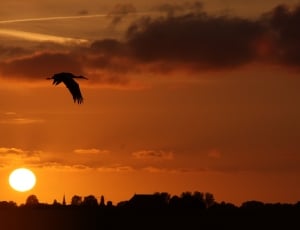 silhouette of crane bird thumbnail