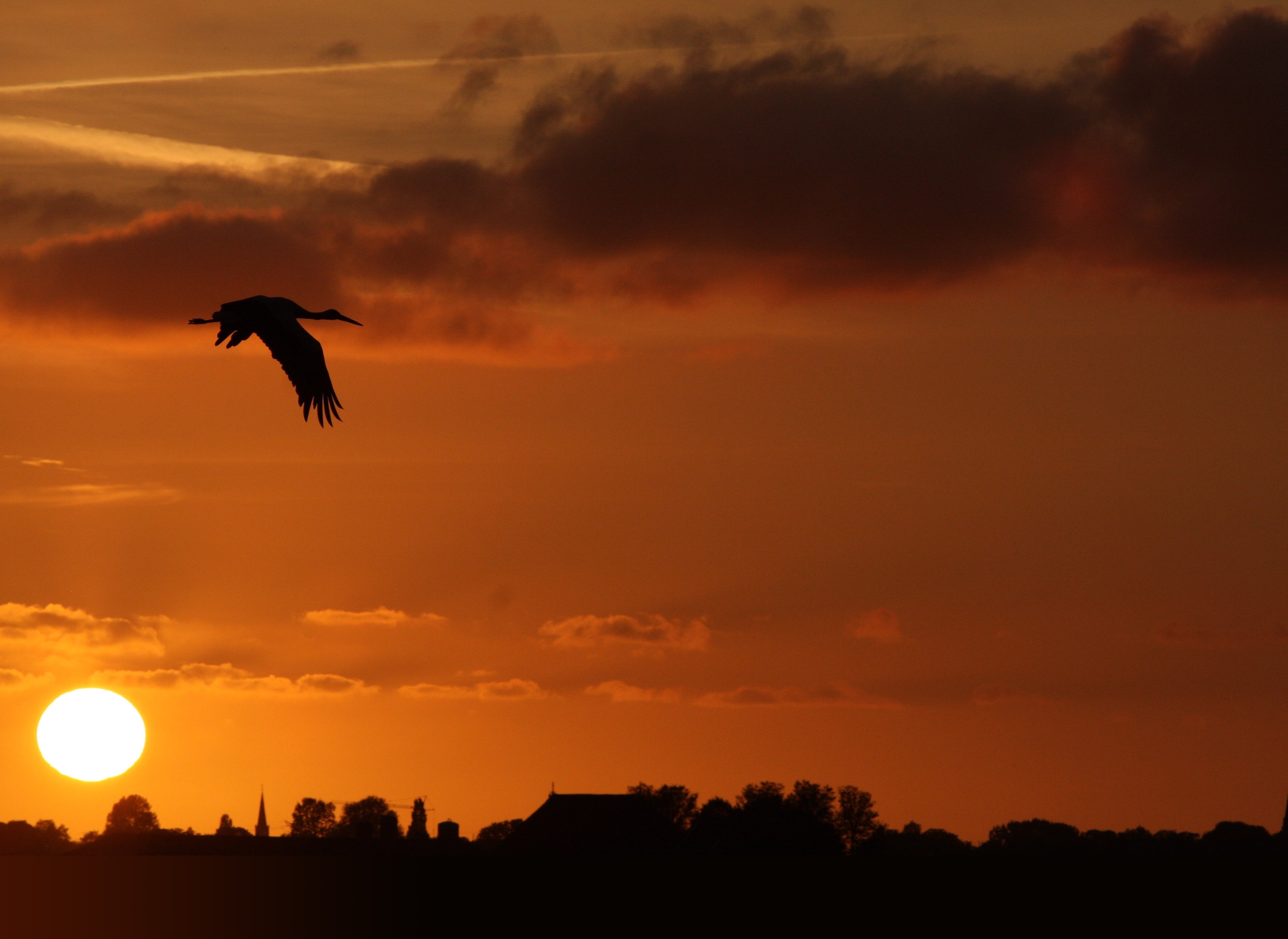 silhouette of crane bird