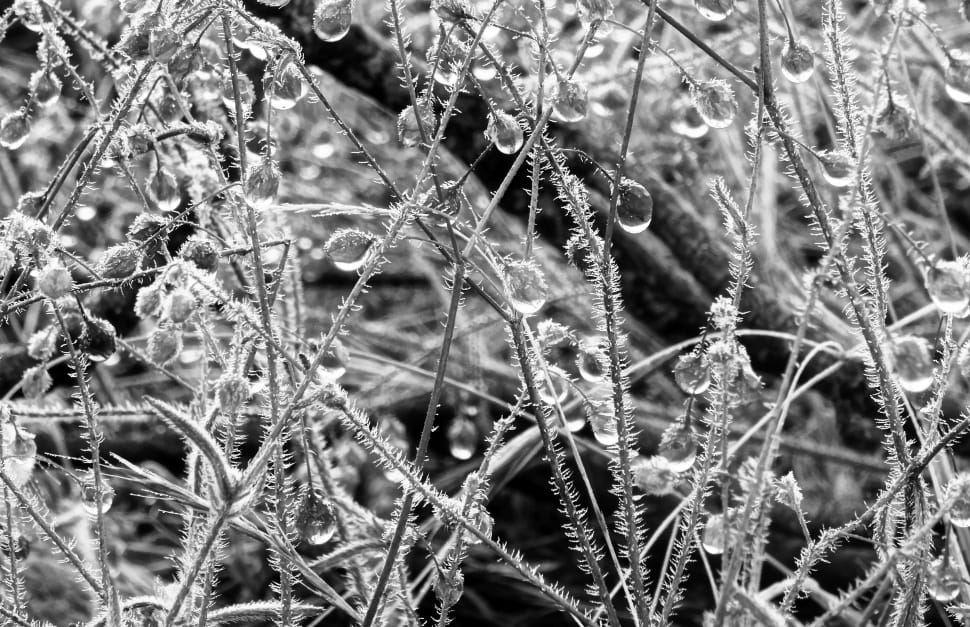 grayscale photo of droplets on plant stems preview