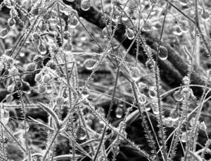 grayscale photo of droplets on plant stems thumbnail