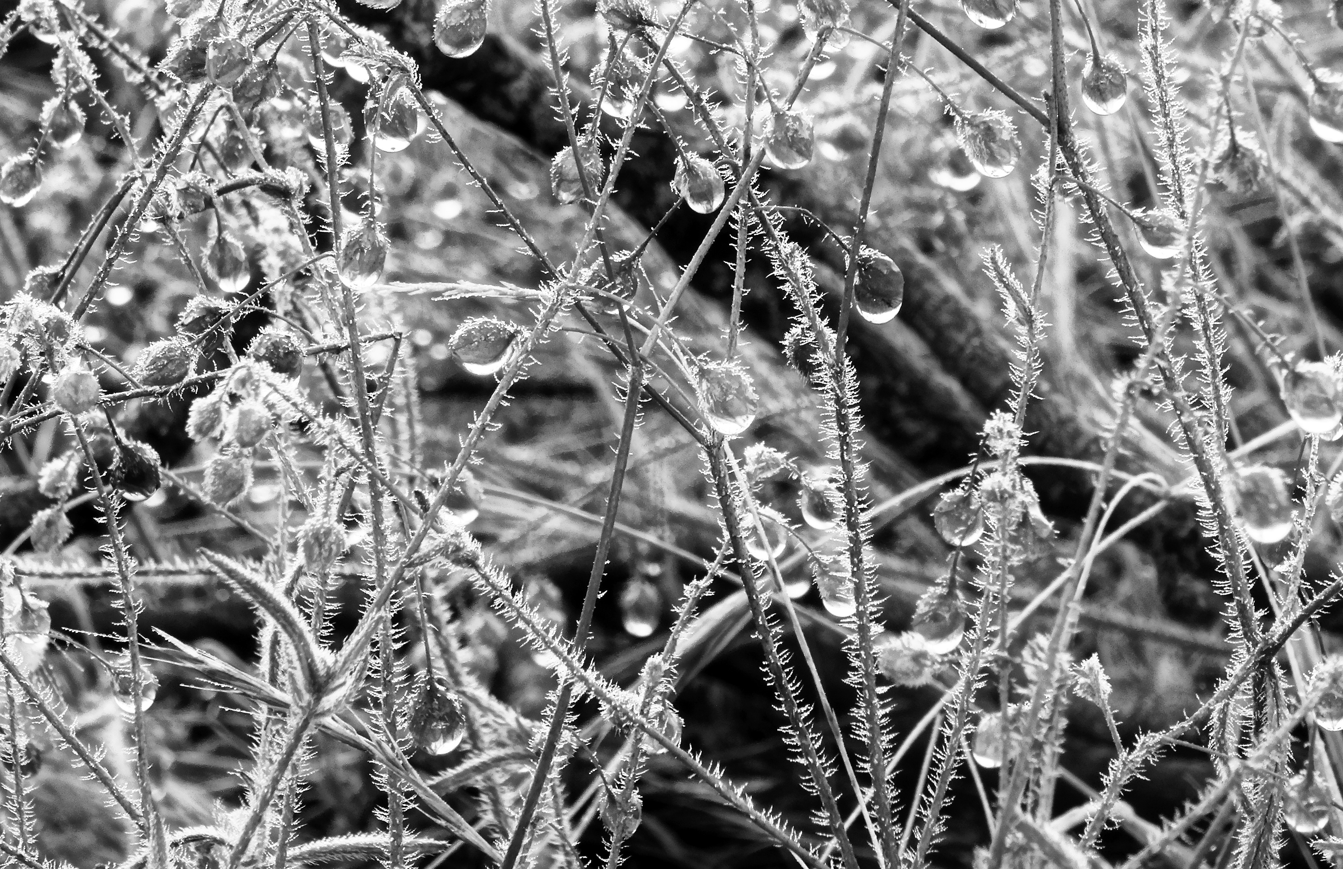 grayscale photo of droplets on plant stems