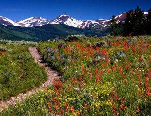 snow-capped mountain with flower fields thumbnail
