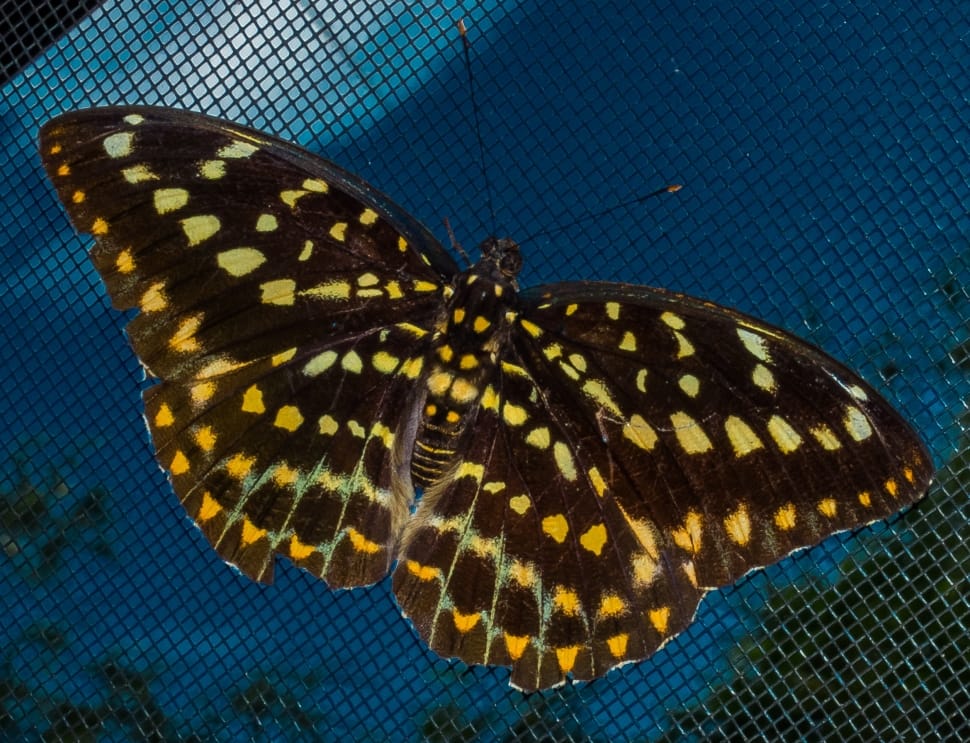 black and yellow butterfly preview