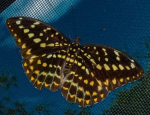 black and yellow butterfly thumbnail