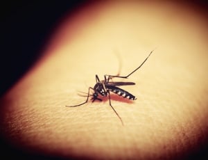 black and white mosquito thumbnail