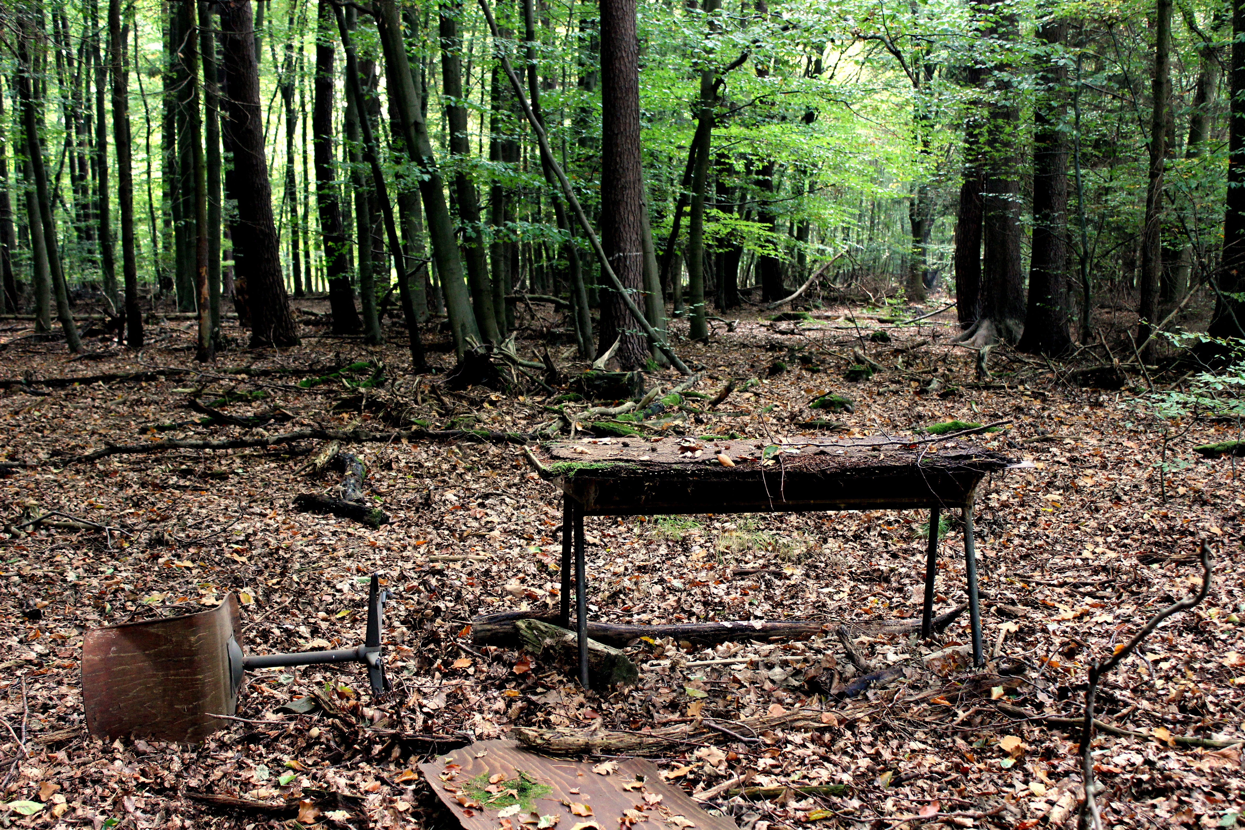 Office Chair, Forest Work Center, Desk, forest, tree