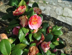 photo of pink petaled flowers thumbnail