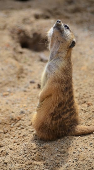 meerkat thumbnail