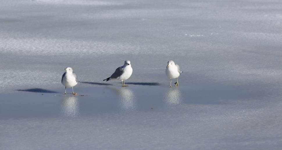 three gray-and-white seagulls preview
