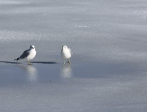 three gray-and-white seagulls thumbnail