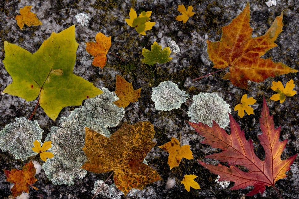 Leaves, Composition, Colorful, Maple, lichen, rock - object preview
