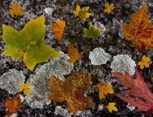 Leaves, Composition, Colorful, Maple, lichen, rock - object thumbnail