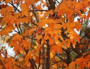 orange maple leaves thumbnail