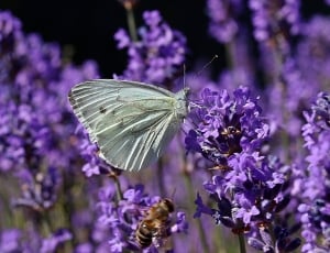 gray butterfly thumbnail