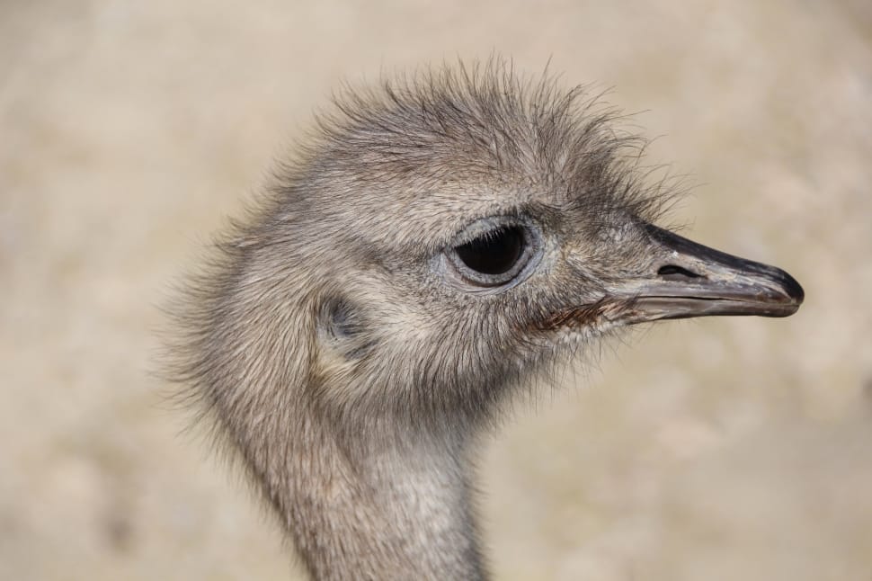 grey ostrich preview