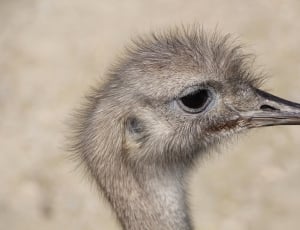 grey ostrich thumbnail