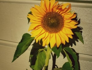 Yellow, Nature, Sun, Flower, Sunflower, flower, fragility thumbnail