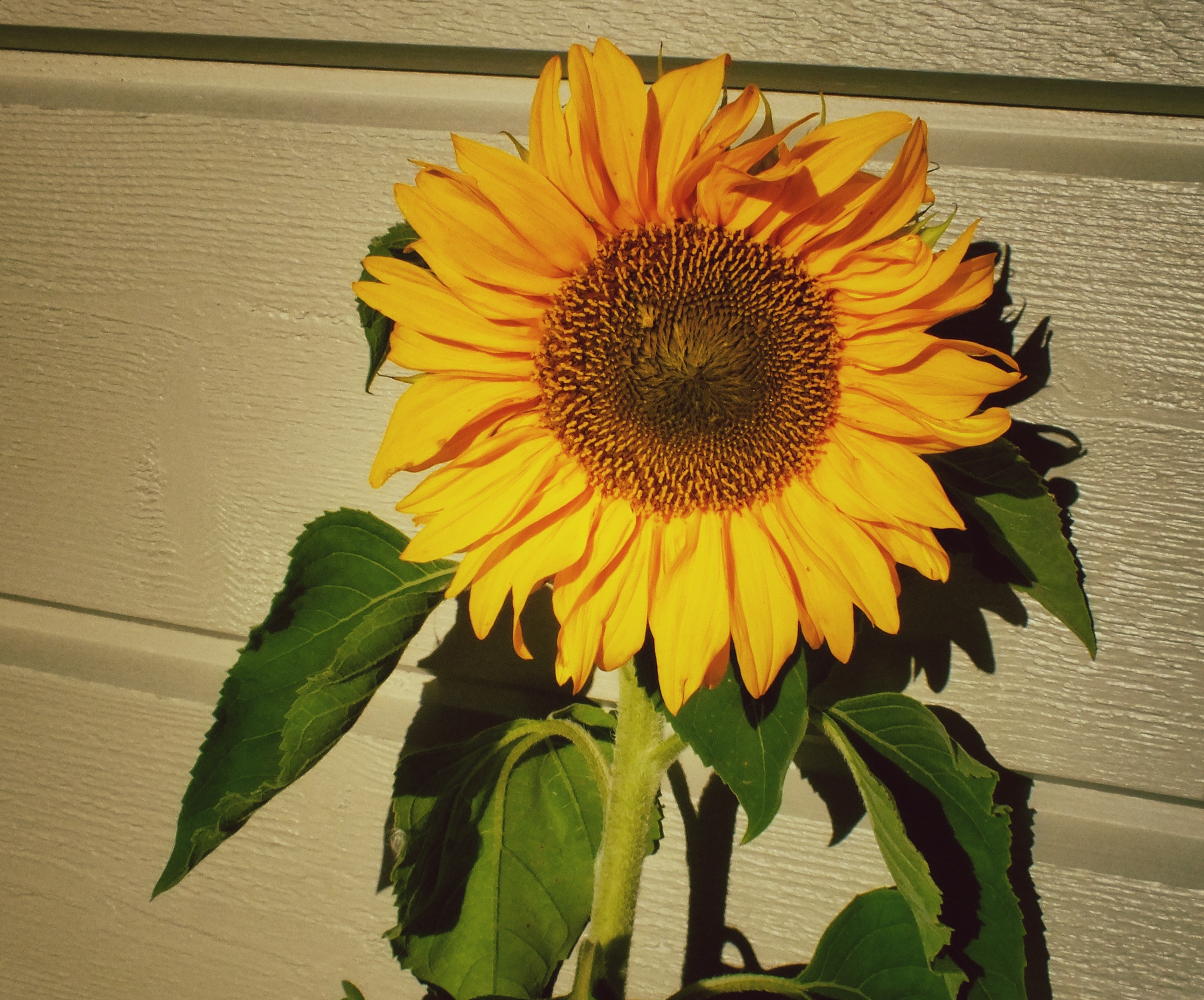 Yellow, Nature, Sun, Flower, Sunflower, flower, fragility