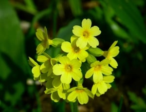 yellow primroses thumbnail