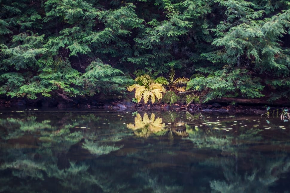 photo of yellow plants between green leafy plants beside body of water during day time preview