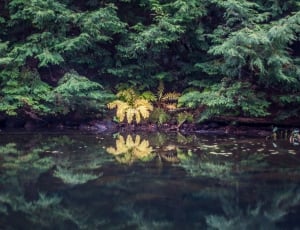 photo of yellow plants between green leafy plants beside body of water during day time thumbnail