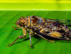 brown and yellow cicada thumbnail