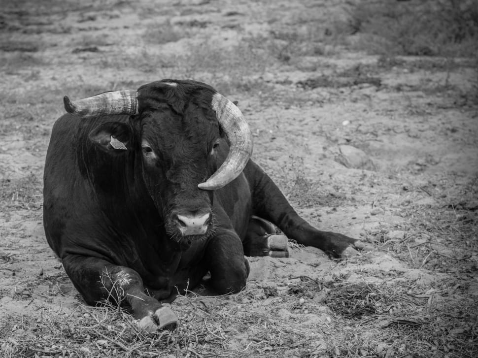 bull laying on the ground preview