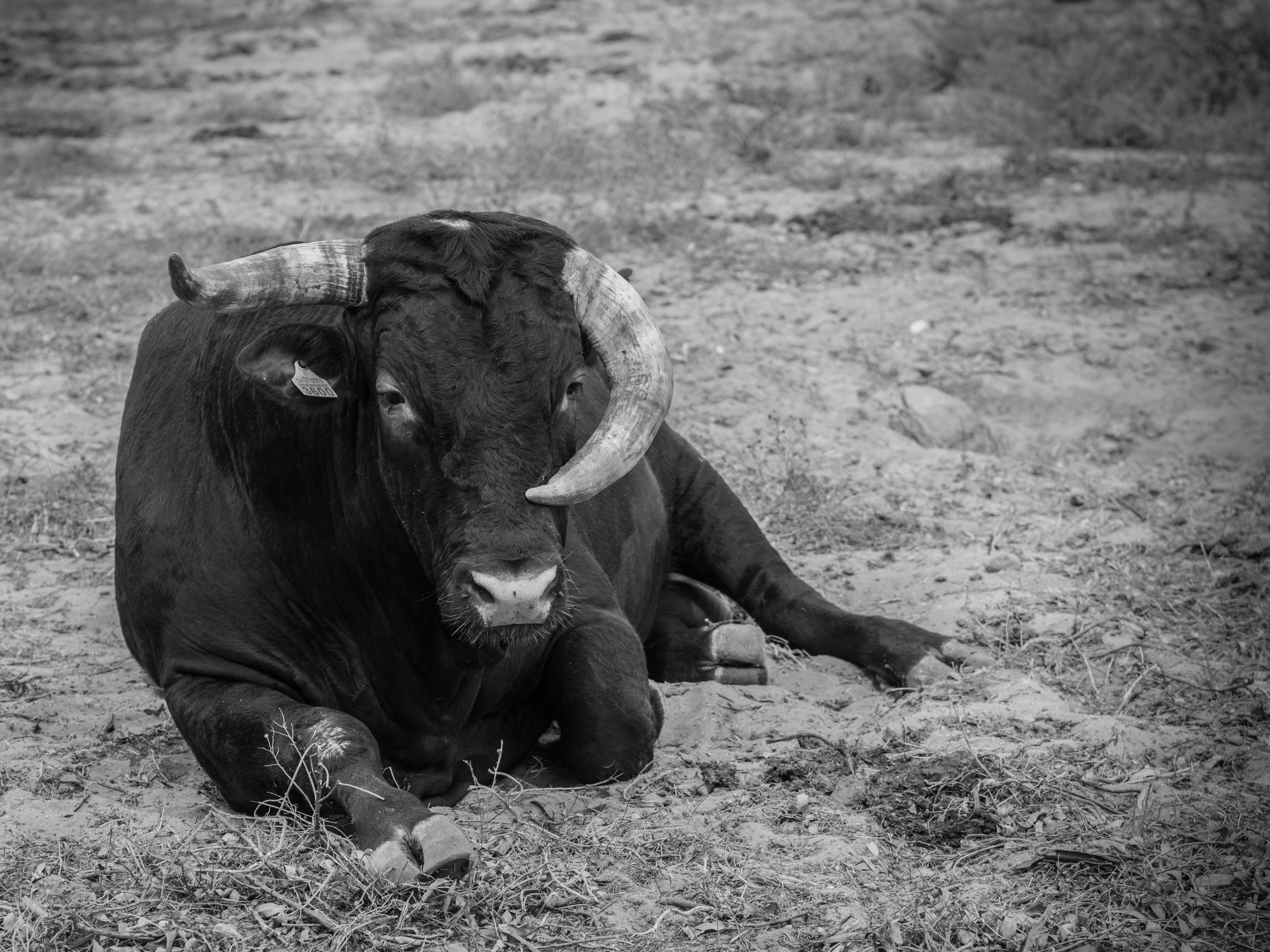 bull laying on the ground