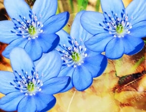 4 blue flowers thumbnail