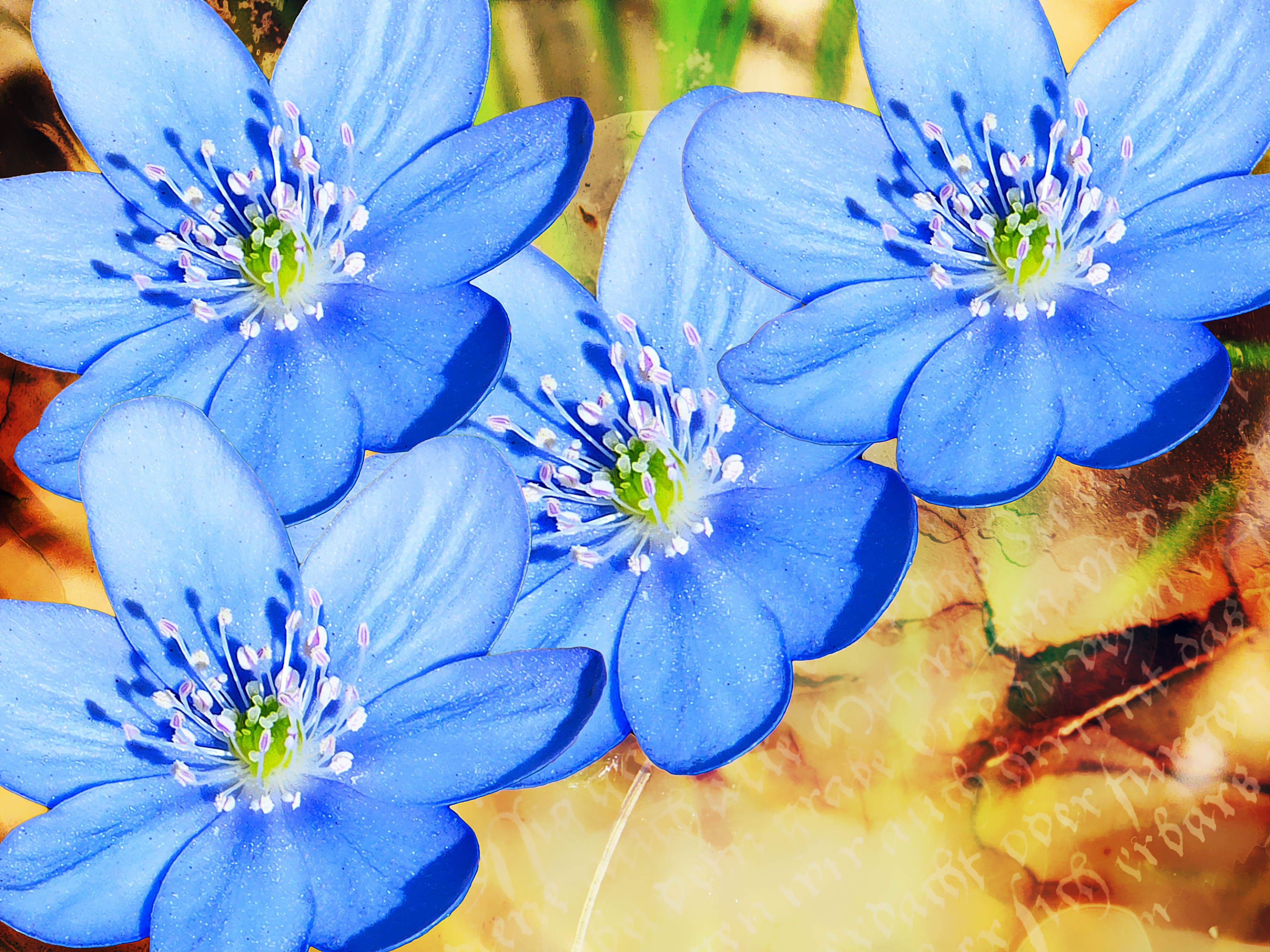 4 blue flowers