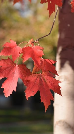 red mafle leaf thumbnail