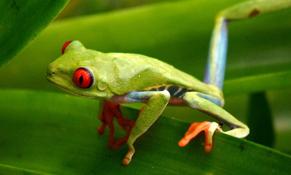green and red frog preview
