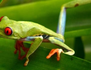 green and red frog thumbnail
