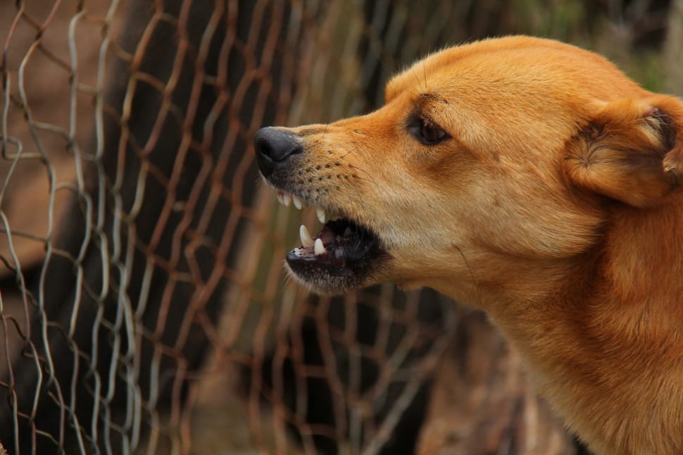 new guinea singing dog preview