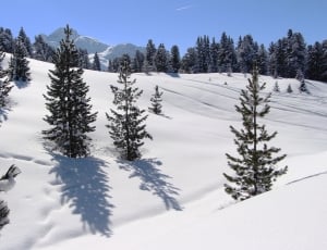 green pine tree and snow thumbnail