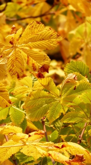 Fall Leaves, Golden, Rays, Light, Yellow, plant, leaf thumbnail