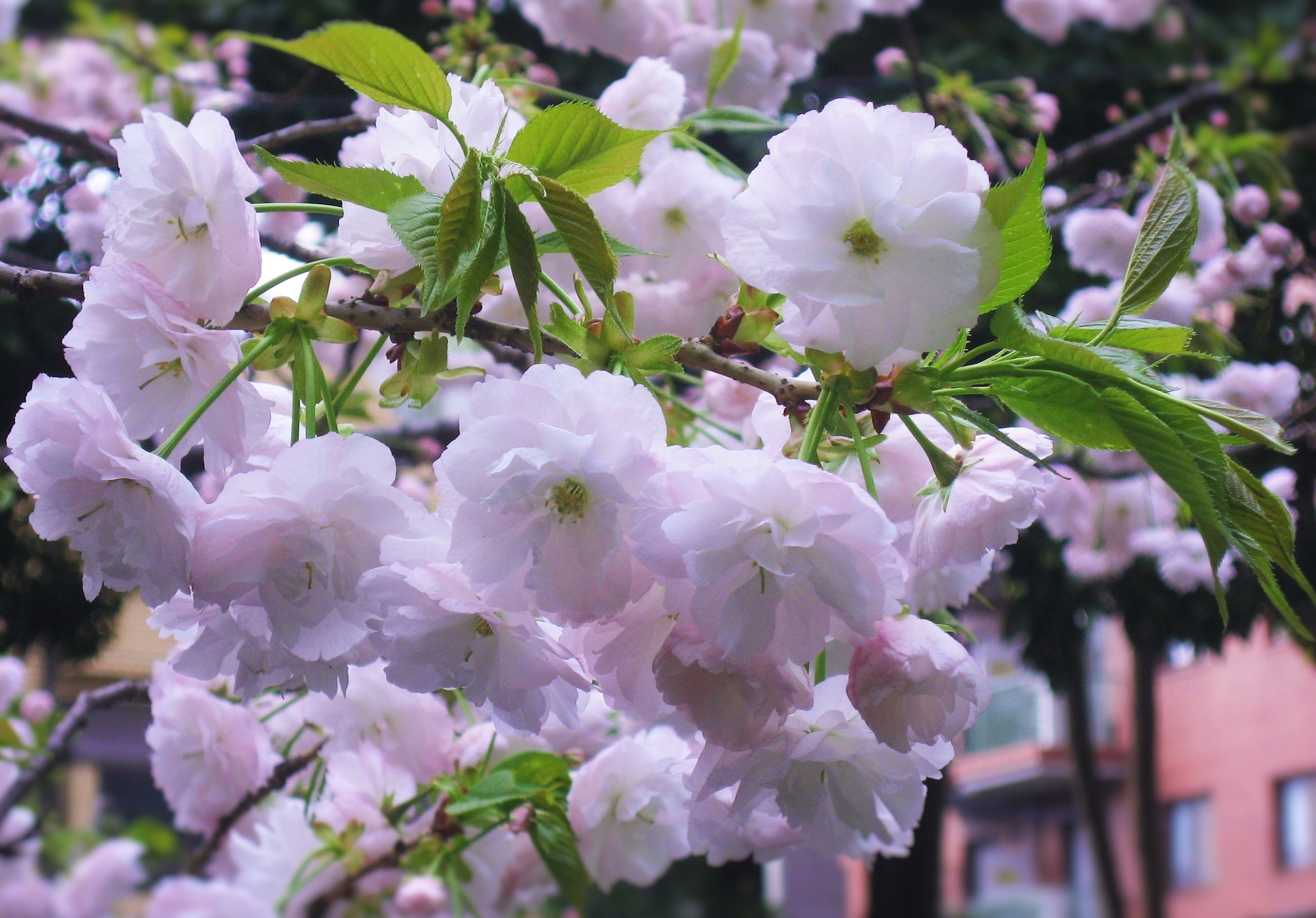 pink apple blossom flowers