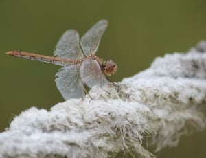 brown dragonfly perched on white leaf plant thumbnail