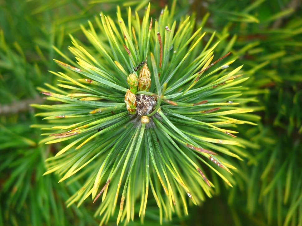Needles, Pointed, Pine, Green, Forest, green color, nature preview