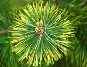 Needles, Pointed, Pine, Green, Forest, green color, nature thumbnail