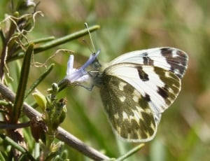 white and gray butterfly thumbnail