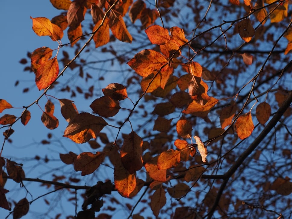 orange leafed tree preview