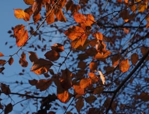 orange leafed tree thumbnail